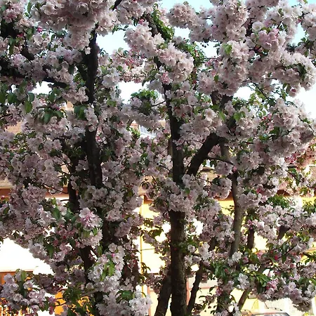 Homestay Gaestehaus Waldblick Ettenheimmunster