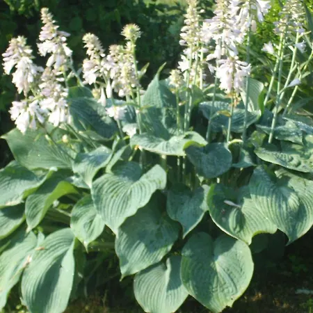 Gaestehaus Waldblick Homestay